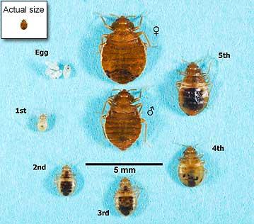 Bedbug Size
