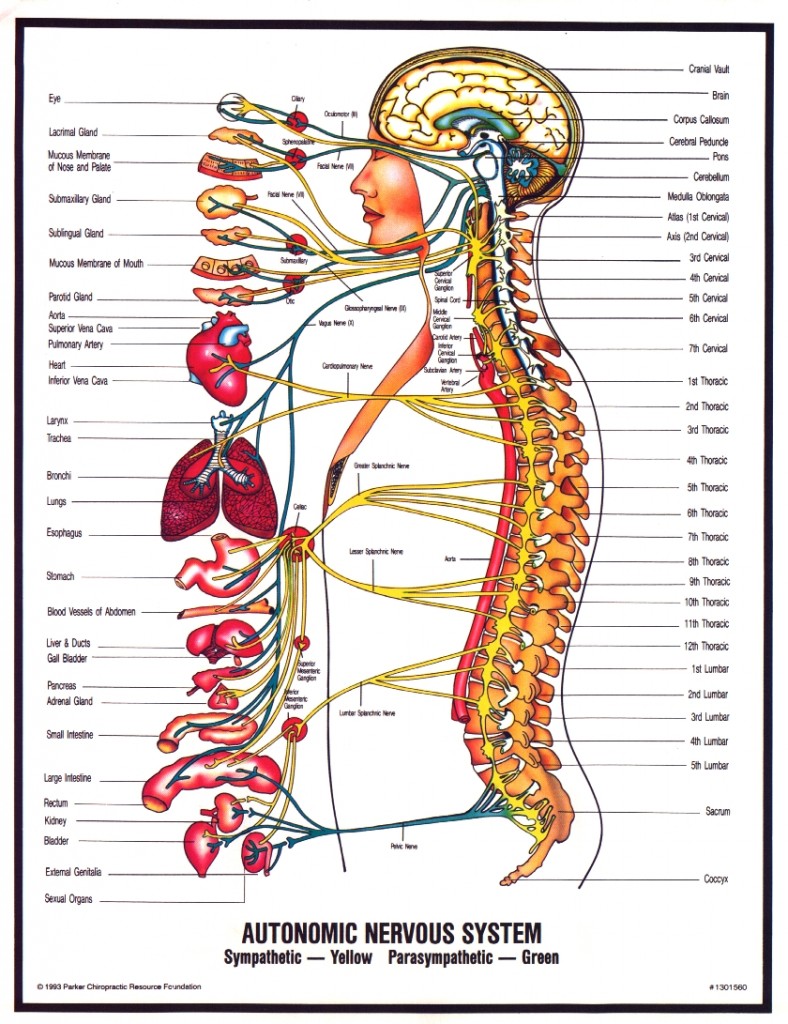 Chiropractic Article for In Our Care