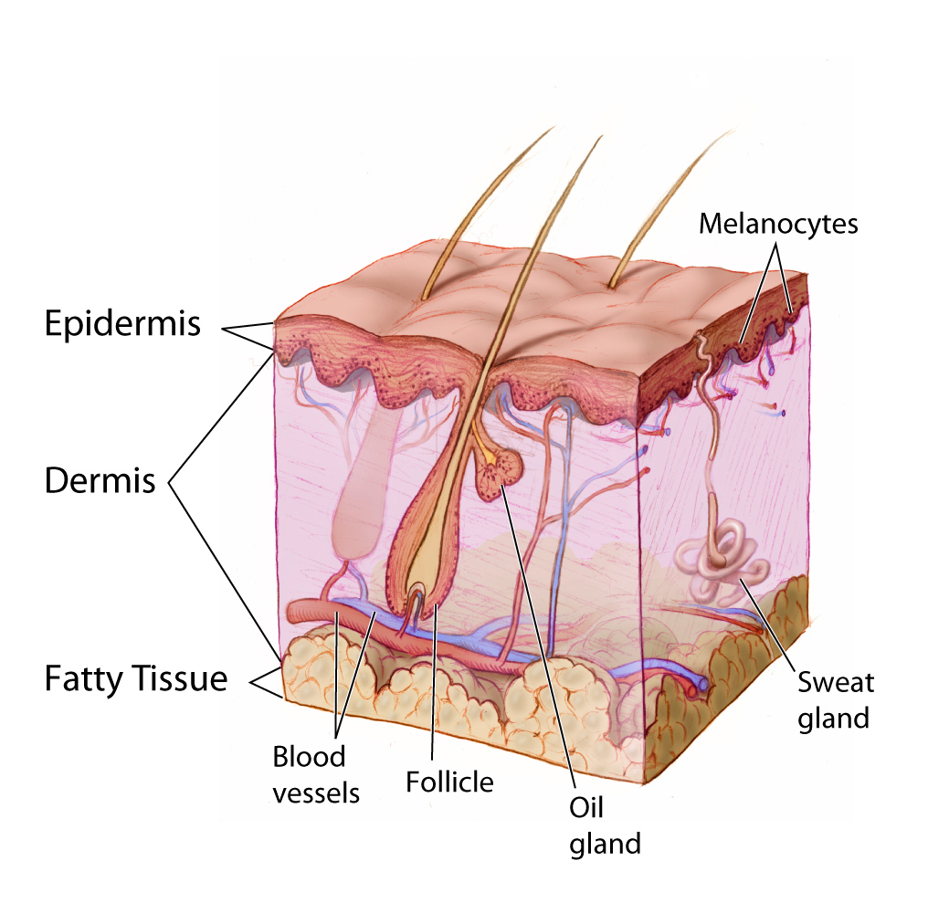 Skin Integrity Chart